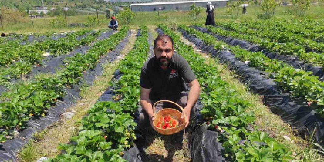 2026’nın ilk organik hasadı başladı! Kilosu 120, kasası 300 TL 2